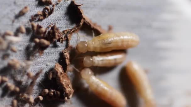 Termiter Som Äter Bok Liten Termit Som Förstör Böcker Djurkoncept — Stockvideo