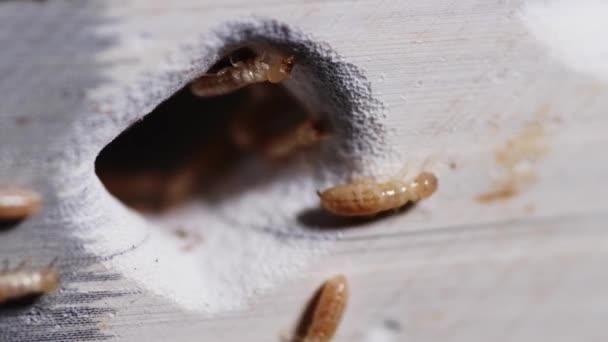 Termiten Die Buch Fressen Eine Kleine Termite Die Bücher Zerstört — Stockvideo