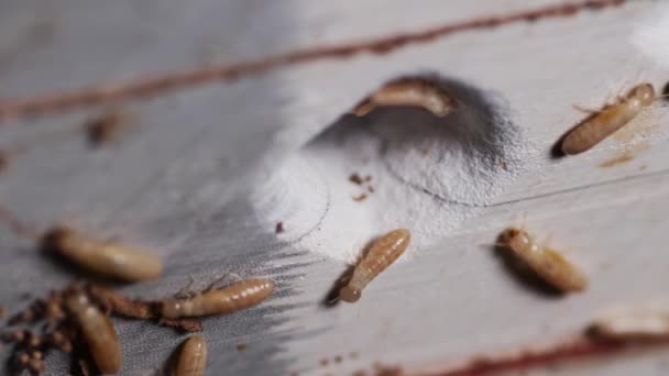 Termites Eat Book Small Termite Destroys Books Animal Concept Disturbs — Stock Video