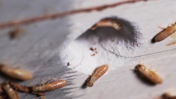 Termiter Som Äter Bok Liten Termit Som Förstör Böcker Djurkoncept — Stockvideo