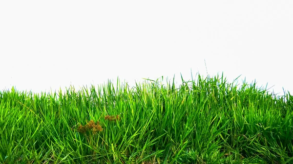 Zielona Trawa Izolowana Białym Tle — Zdjęcie stockowe