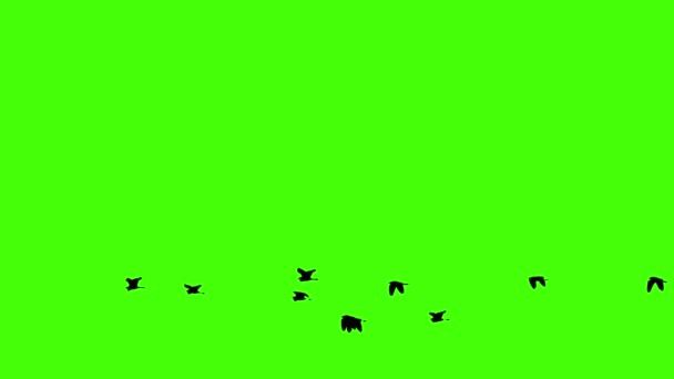 Fliegende Vögel Auf Grünem Bildschirm Isoliert Mit Chroma Taste Echter — Stockvideo
