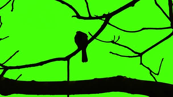 Ptak Zielonym Ekranie Odizolowany Kluczem Chroma Prawdziwy Strzał — Wideo stockowe