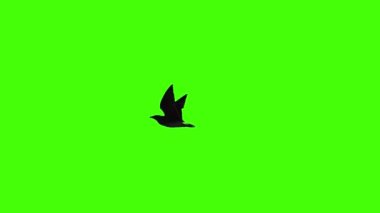 Yeşil ekrandaki uçan kuş kroma anahtarıyla izole edilmiş, gerçek çekim.