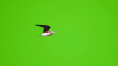 Yeşil ekrandaki uçan kuş kroma anahtarıyla izole edilmiş, gerçek çekim.