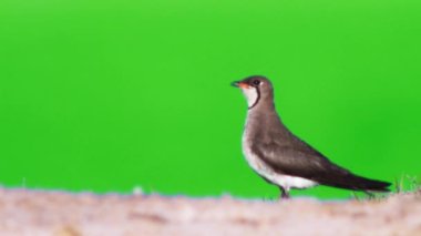 Doğu Pratincole 'un kısa kırmızı bir gagası var. Siyah uçlu başları, boyunları ve göğüsleri var. Yeşil arka planda açık grimsi kahverengi.