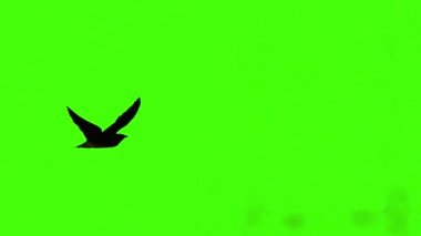 Yeşil ekrandaki uçan kuş kroma anahtarıyla izole edilmiş, gerçek çekim.