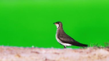 Doğu Pratincole 'un kısa kırmızı bir gagası var. Siyah uçlu başları, boyunları ve göğüsleri var. Yeşil arka planda açık grimsi kahverengi.