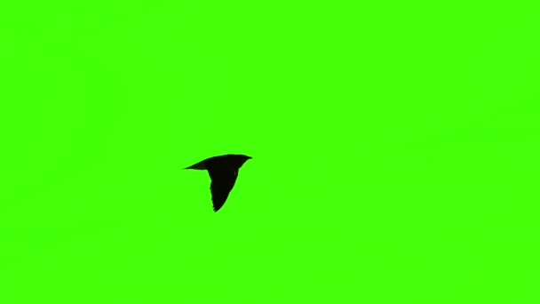 Pássaro Voador Tela Verde Isolado Com Chave Chroma Tiro Real — Vídeo de Stock