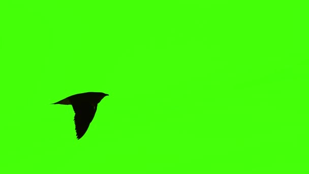 Létající Pták Zelené Obrazovce Izolované Chroma Klávesou Skutečný Záběr — Stock video