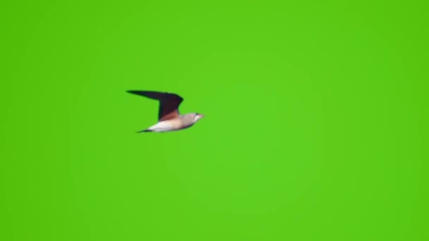 Літаючий Птах Зеленому Екрані Ізольований Ключем Хроми Реальний Постріл — стокове відео