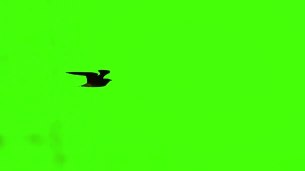 Pájaro Volador Pantalla Verde Aislado Con Croma Clave Tiro Real — Vídeo de stock