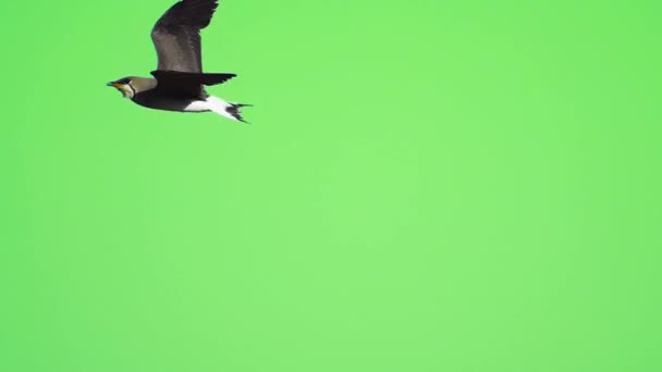 Vliegende Vogel Groen Scherm Geïsoleerd Met Chroma Toets Echte Schot — Stockvideo