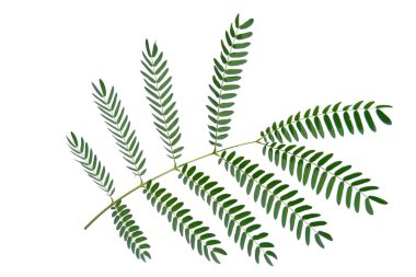 Tayland 'da tropikal ormanın yaprakları beyaz arka planda kırpma yolu ile