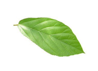 Tayland 'da tropikal ormanın yaprakları beyaz arka planda kırpma yolu ile