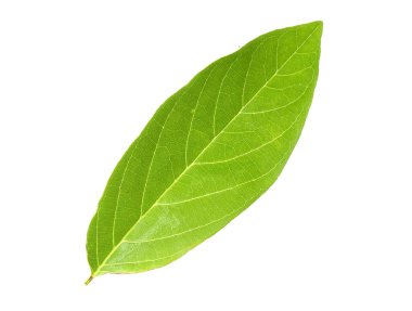 Tayland 'da tropikal ormanın yaprakları beyaz arka planda kırpma yolu ile