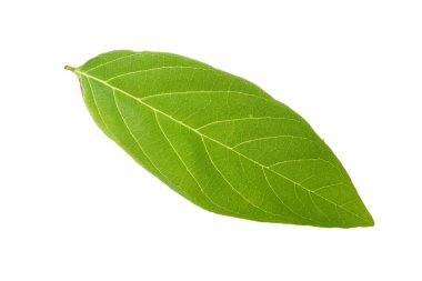 Tayland 'da tropikal ormanın yaprakları beyaz arka planda kırpma yolu ile