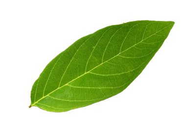 Tayland 'da tropikal ormanın yaprakları beyaz arka planda kırpma yolu ile