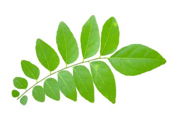 Tayland 'da tropikal ormanın yaprakları beyaz arka planda kırpma yolu ile