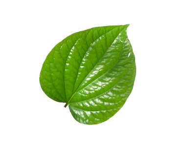 Tayland 'da tropikal ormanın yaprakları beyaz arka planda kırpma yolu ile