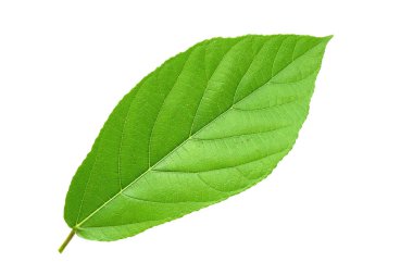 Tayland 'da tropikal ormanın yaprakları beyaz arka planda kırpma yolu ile