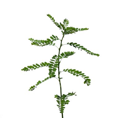 Tayland 'da tropikal ormanın yaprakları beyaz arka planda kırpma yolu ile