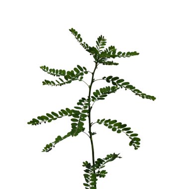 Tayland 'da tropikal ormanın yaprakları beyaz arka planda kırpma yolu ile