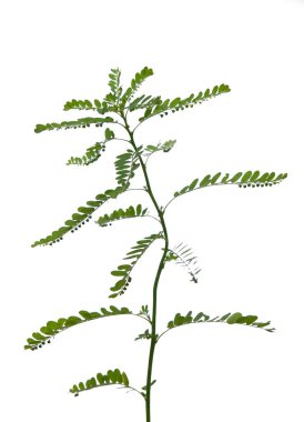 Tayland 'da tropikal ormanın yaprakları beyaz arka planda kırpma yolu ile