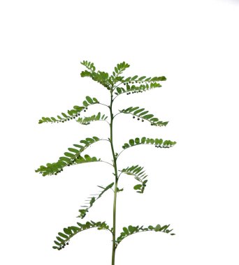 Tayland 'da tropikal ormanın yaprakları beyaz arka planda kırpma yolu ile