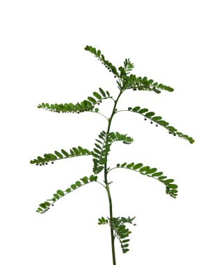 Tayland 'da tropikal ormanın yaprakları beyaz arka planda kırpma yolu ile