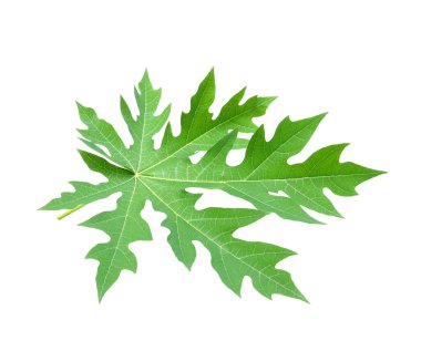 Tayland 'da tropikal ormanın yaprakları beyaz arka planda kırpma yolu ile