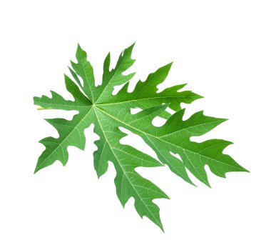 Tayland 'da tropikal ormanın yaprakları beyaz arka planda kırpma yolu ile