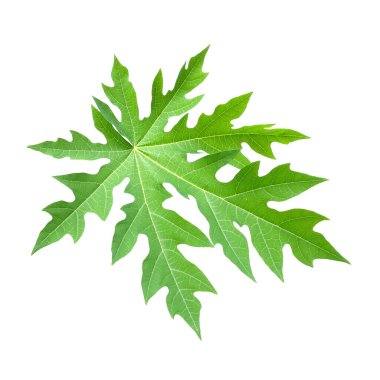 Tayland 'da tropikal ormanın yaprakları beyaz arka planda kırpma yolu ile