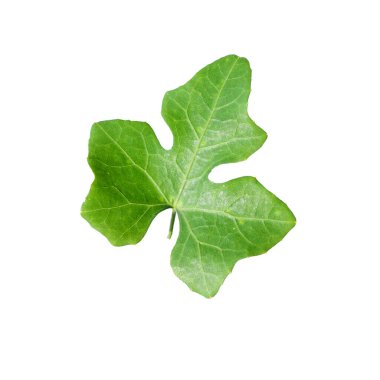 Tayland 'da tropikal ormanın yaprakları beyaz arka planda kırpma yolu ile