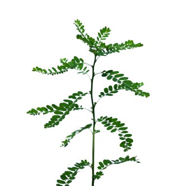 Tayland 'da tropikal ormanın yaprakları beyaz arka planda kırpma yolu ile