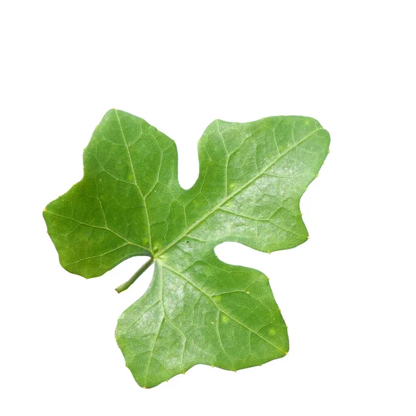 Leaves Tropical Forest Thailand White Background Clipping Path — Stock Photo, Image