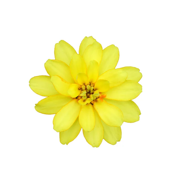 Beyaz Bir Arka Plan Üzerinde Renkli Çiçekler — Stok fotoğraf