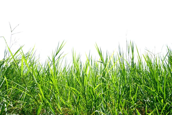 stock image green grass on white background