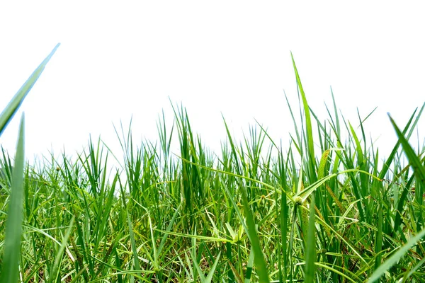 stock image green grass on white background