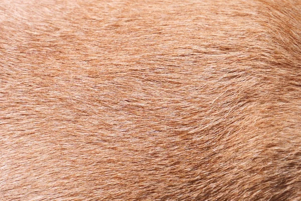 close up of fur. brown fur texture