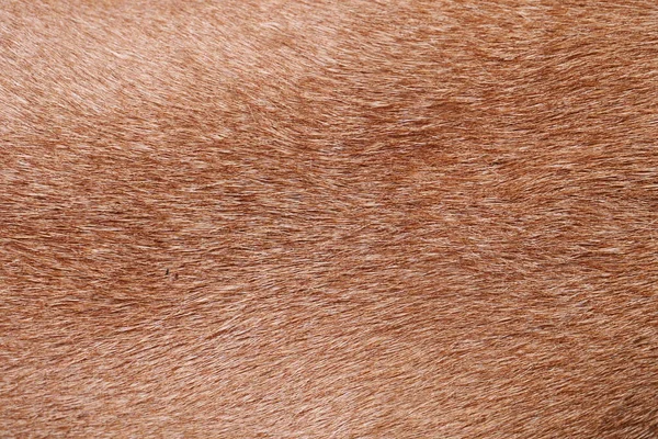 close up of fur. brown fur texture