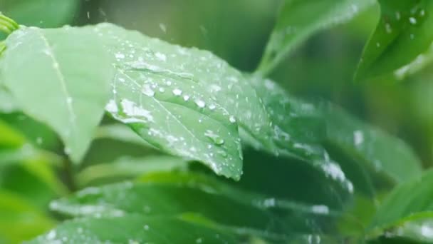 因为下雨而潮湿的叶子 自然界树叶上的水滴 — 图库视频影像