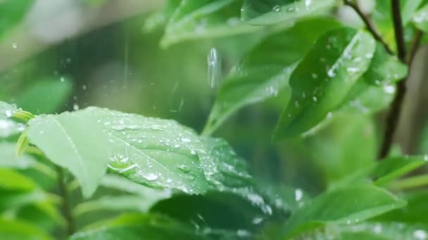 Hojas Húmedas Causa Lluvia Gotas Agua Sobre Las Hojas Naturaleza — Vídeo de stock