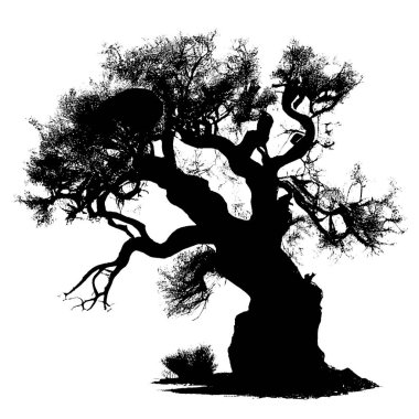 Beyaz arkaplanda Baobab ağaçlarının siyah silueti 