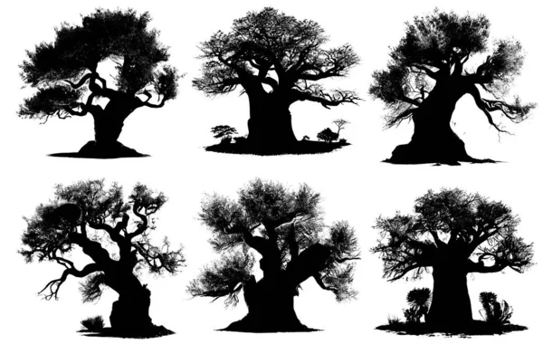 Fekete Sziluett Baobab Fák Fehér Háttér — Stock Fotó