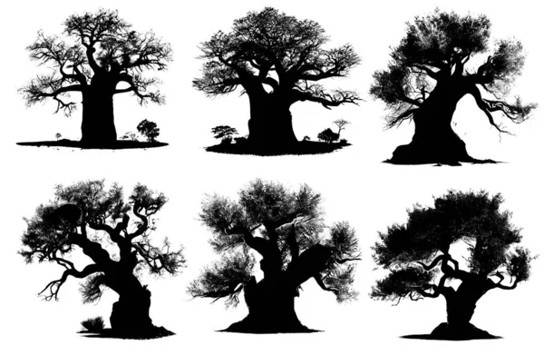 Beyaz Arkaplanda Baobab Ağaçlarının Siyah Silueti — Stok fotoğraf