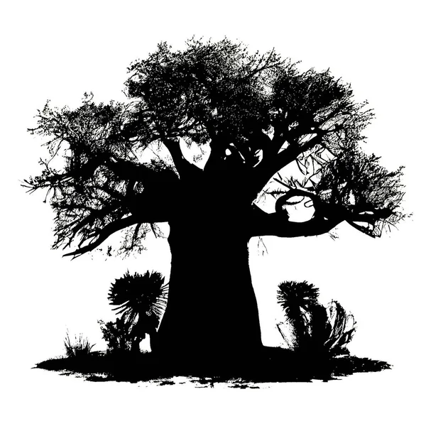 Silhueta Preta Baobás Sobre Fundo Branco — Fotografia de Stock
