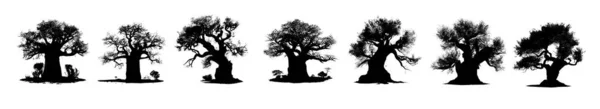 白を背景にしたバオバブの木の黒いシルエット — ストック写真