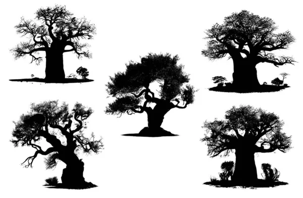 Silhueta Preta Baobás Sobre Fundo Branco — Fotografia de Stock