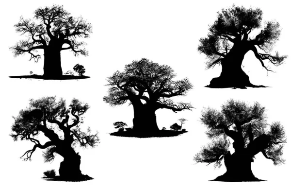 Černá Silueta Baobab Stromů Bílém Pozadí — Stock fotografie